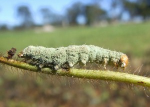 Helicoverpa infected by Beauvaria fungus