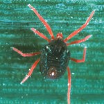 BlueOatMite