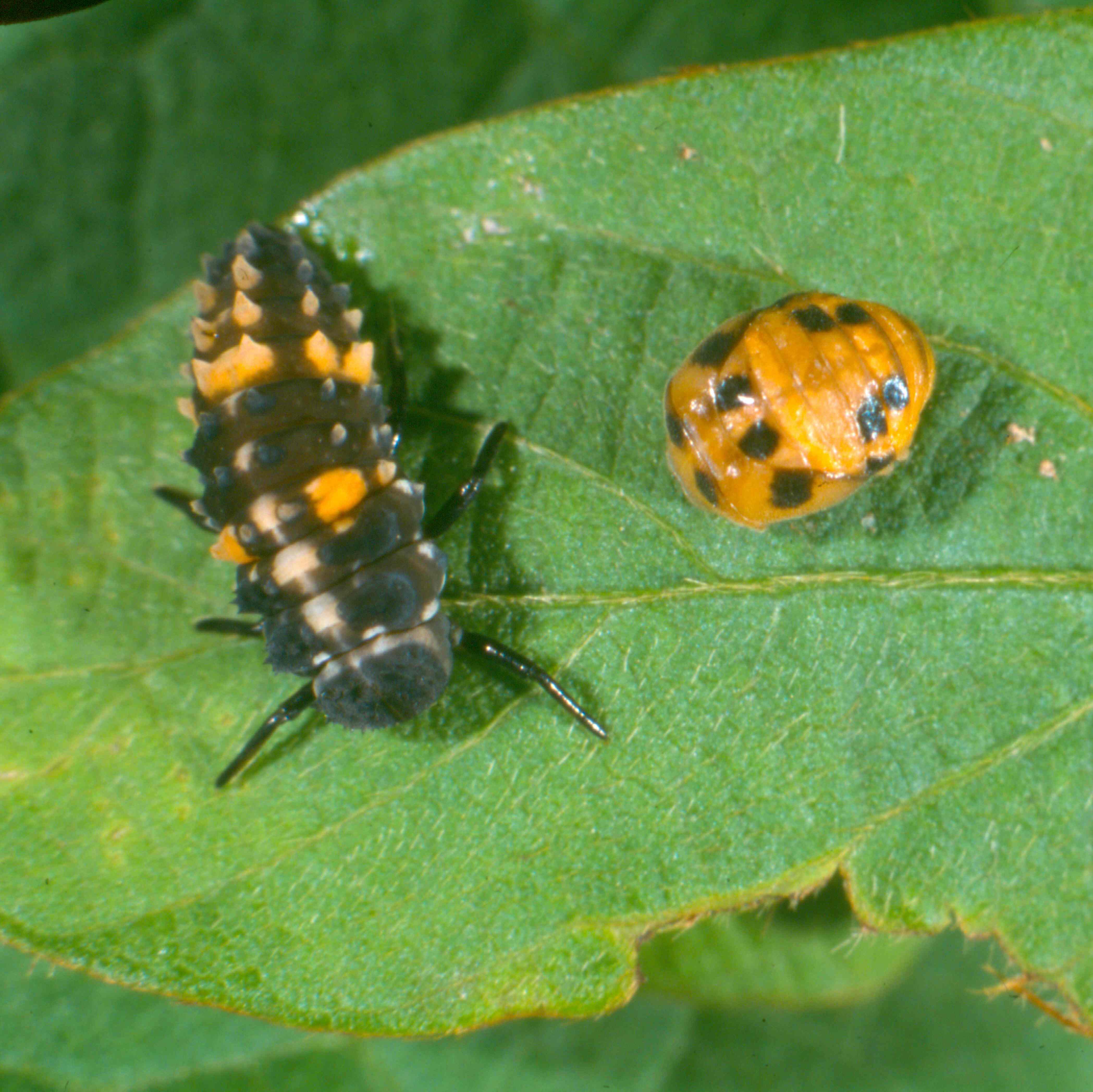 Monitoring beneficial populations IPM Guidelines For Grains