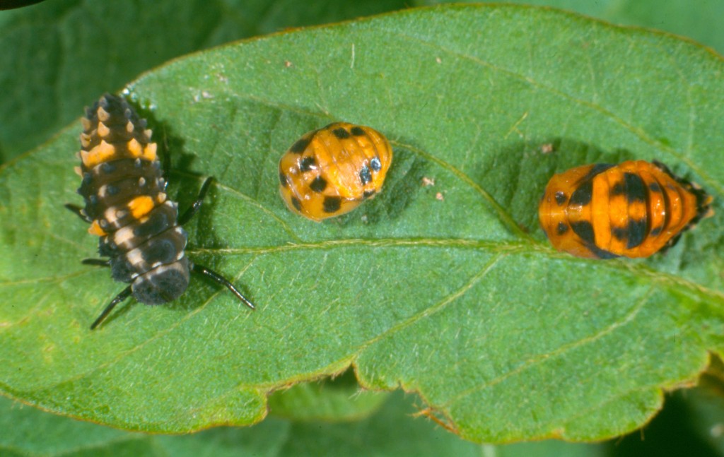 PREDBEETLE7 ladybird larva & pupae - IPM Guidelines For Grains