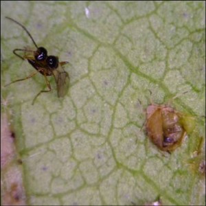 aphid parasitoid – IPM Guidelines For Grains