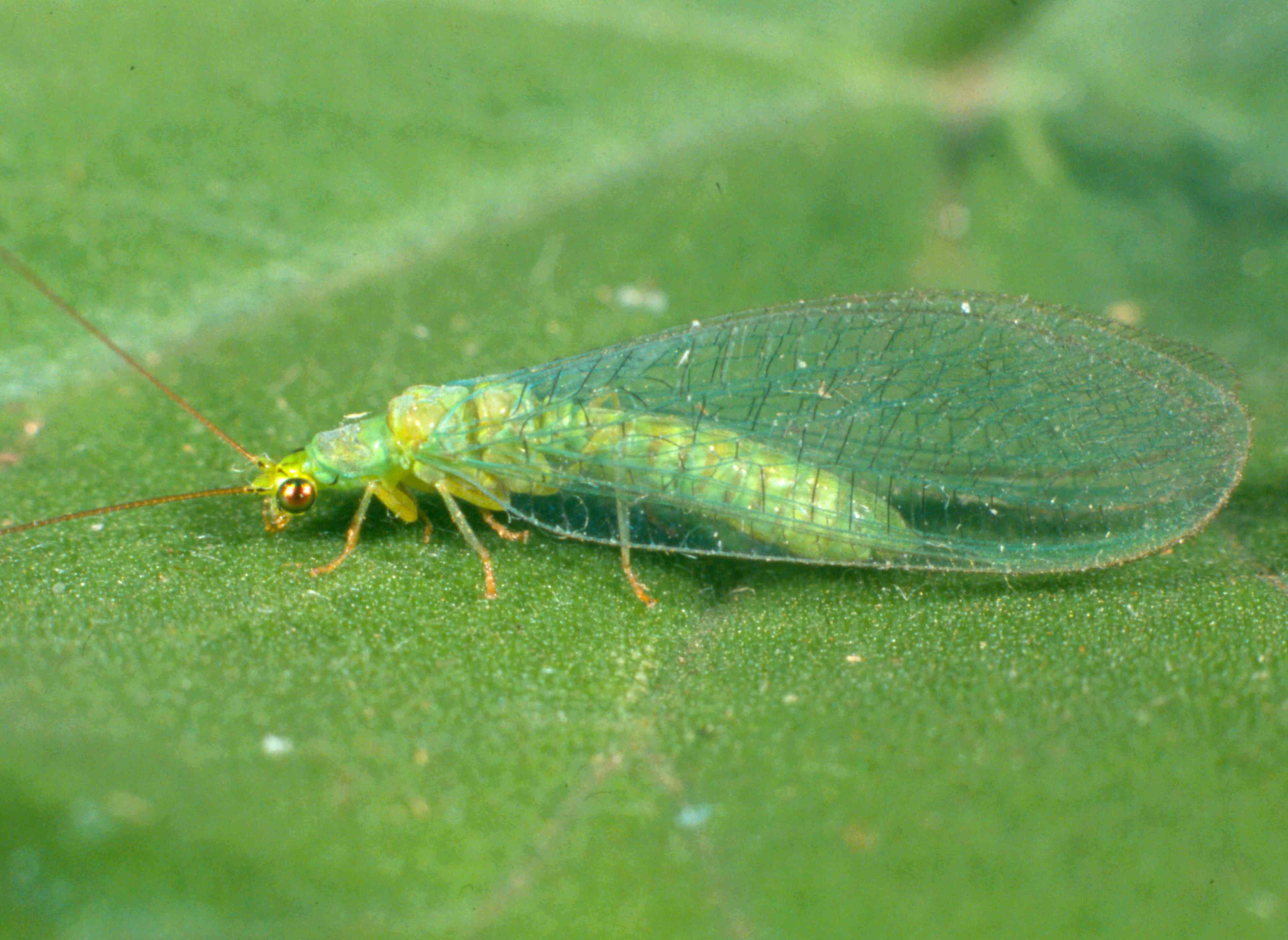 green lacewing adult IPM Guidelines For Grains