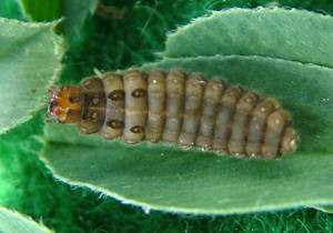 soldier beetle larvae
