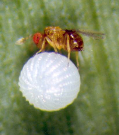 Trichogramma Wasps: The Perfect Beneficial Insect 328