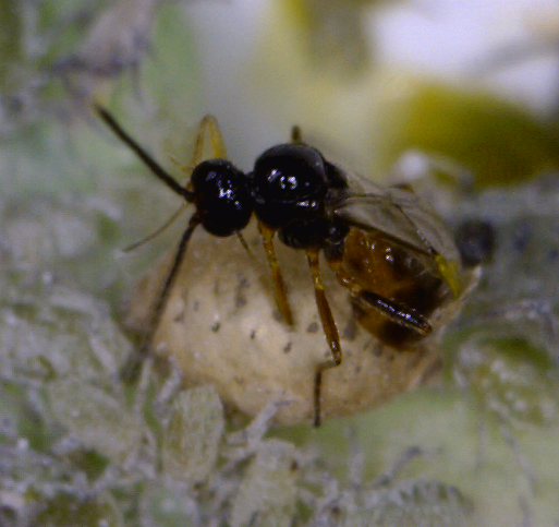 parasitoid emerging from aphid mummy