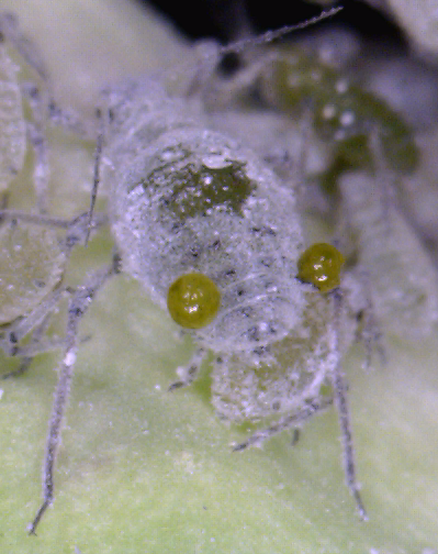 cornical wax cabbage aphid