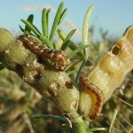 native budworm and chewing damage in lupin pods