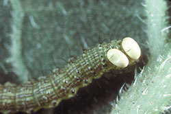Tachinid fly eggs on larval host