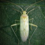 Adult female green mirid