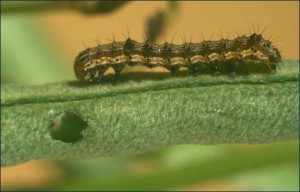 Medium larvae of H.armigera