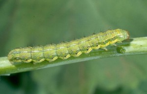 Medium larvae of H. punctigera