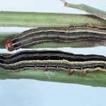 armyworm