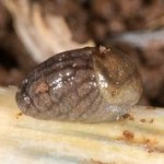 black keeled slug