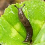 Brown field slug
