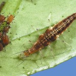 Brown lacewing larvae