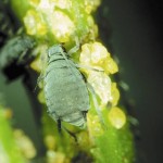 cabbage aphid