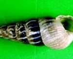 Conical snail