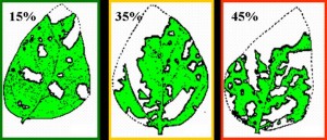 defoliation thresholds