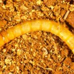 false wireworm larva