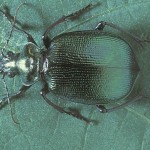 Green carab beetle