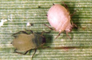 corn aphid and mummy