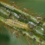 Hoverfly larvae attacking aphids