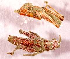 Locusts infected with Metarhizium
