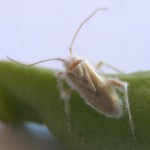 mirid infected with fungus