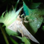 Moth feeding on magnet (image- Agbitech)