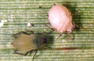 Healthy aphid (l) and Parasitised aphid 'mummy' (r)