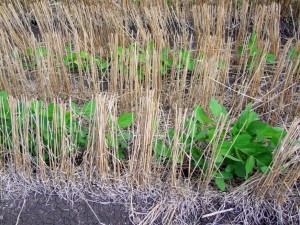 Soybean in wheat stubble