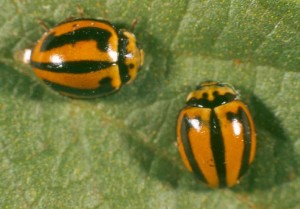 Striped ladybirds predate on aphids and other small insect pests