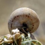 Vineyard or common white snail